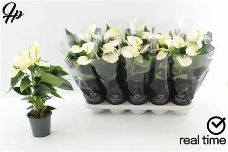 <h4>Anthurium (Andreanum Grp) Cocos</h4>