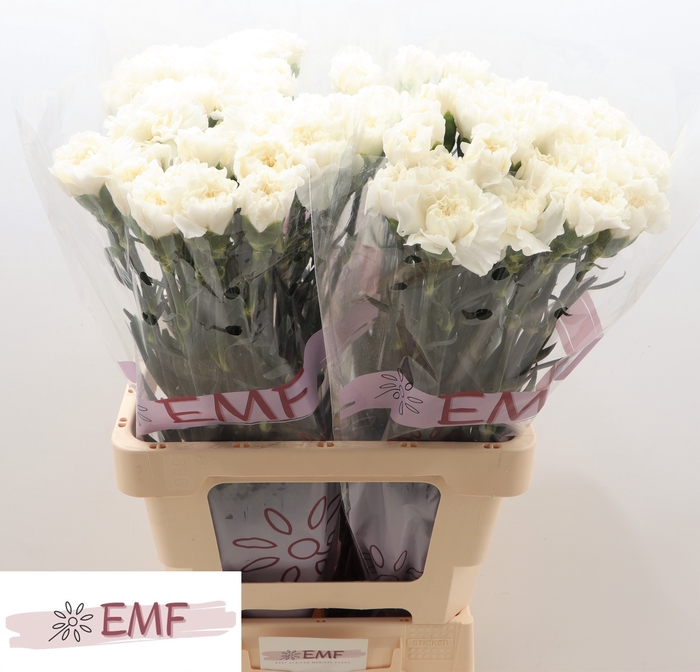 <h4>DI ST EVEREST</h4>