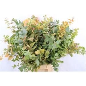 EUCA STUARTIANA AUTUMN P BUNCH