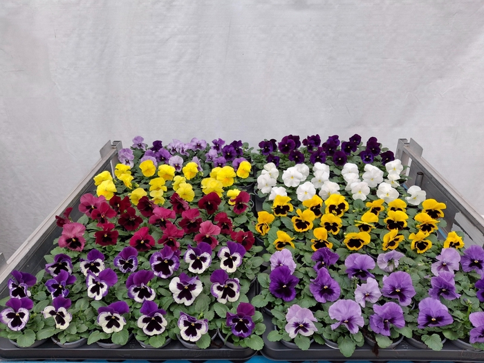 <h4>VIO WI DELTA GEM</h4>