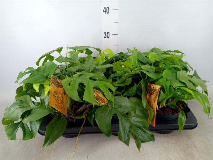 <h4>Monstera   ...</h4>