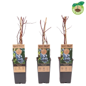 Vaccinium corymbosum Goldtraube 71