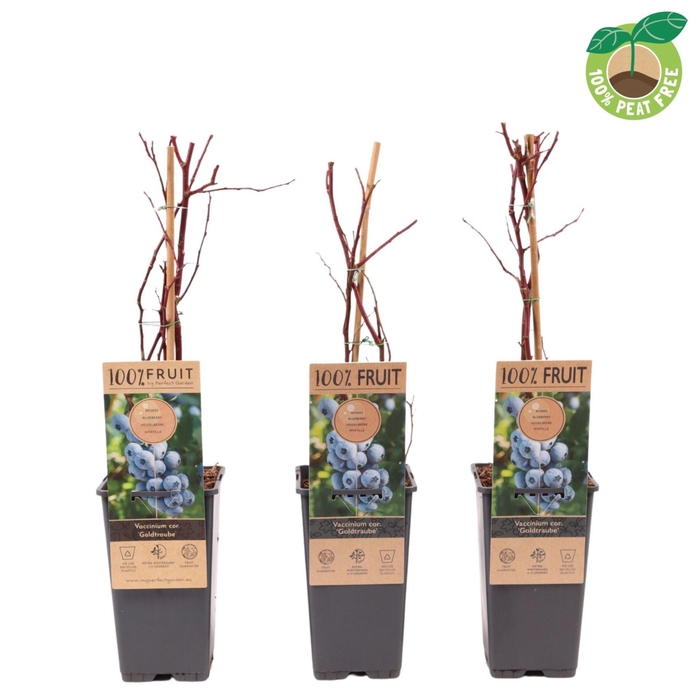 <h4>Vaccinium corymbosum Goldtraube 71</h4>