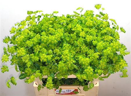 <h4>Bupleurum Rotundifolium</h4>