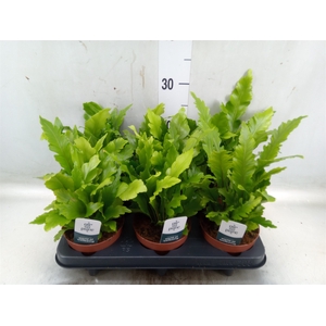 Asplenium nidus 'Campio'