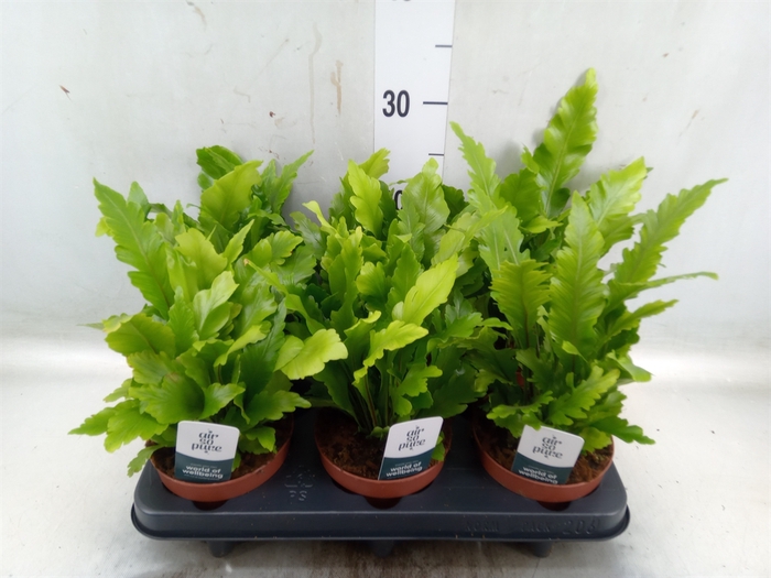 <h4>Asplenium nidus 'Campio'</h4>