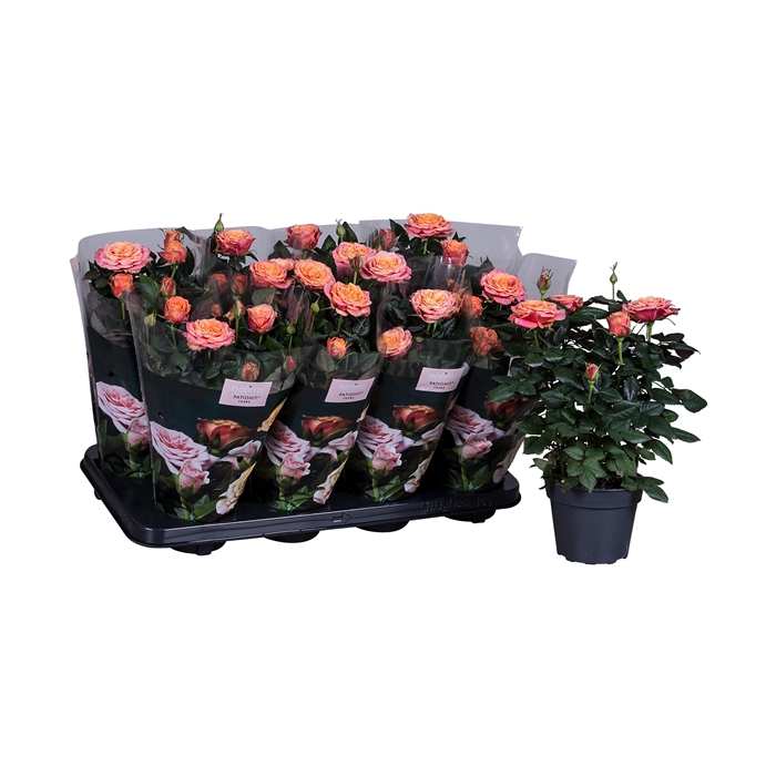 <h4>Nolina Roses Ø 13 cm Orange st. 2-3</h4>