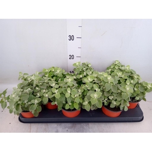 Helichrysum petiolare