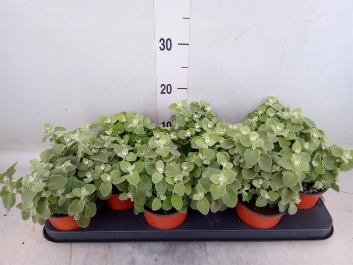 <h4>Helichrysum petiolare</h4>