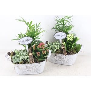 arr2 TD - Zink ovaal - roze/wit