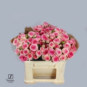 Rozen R Tr Kate-lynn