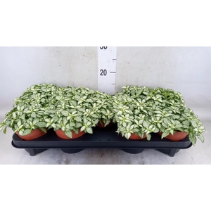 Fittonia  'Mosaic White Forest Fla'