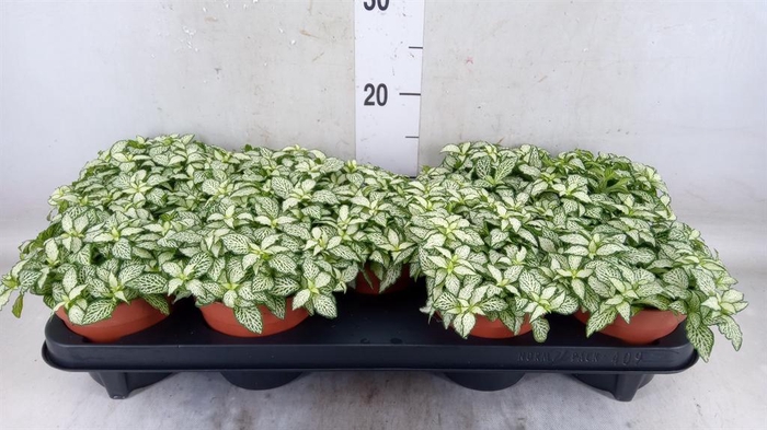 <h4>Fittonia 'Mosaic White Forest Fla'</h4>