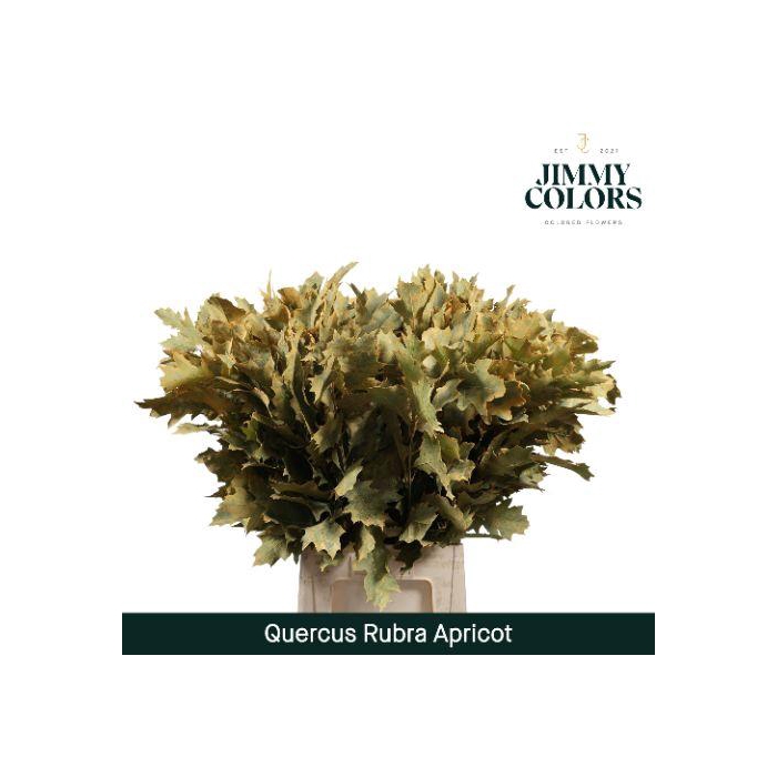 <h4>Quercus Rubra L80 Apricot</h4>