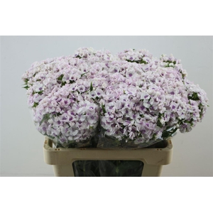 Di Barb Aldo Guicine