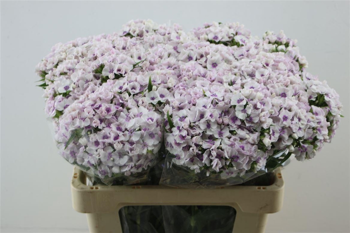 <h4>Di Barb Aldo Guicine</h4>