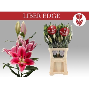 LI OR LIBER EDGE