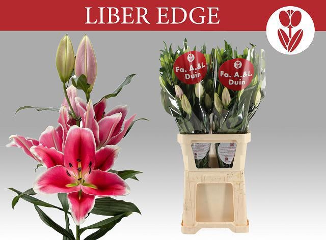 <h4>LI OR LIBER EDGE</h4>