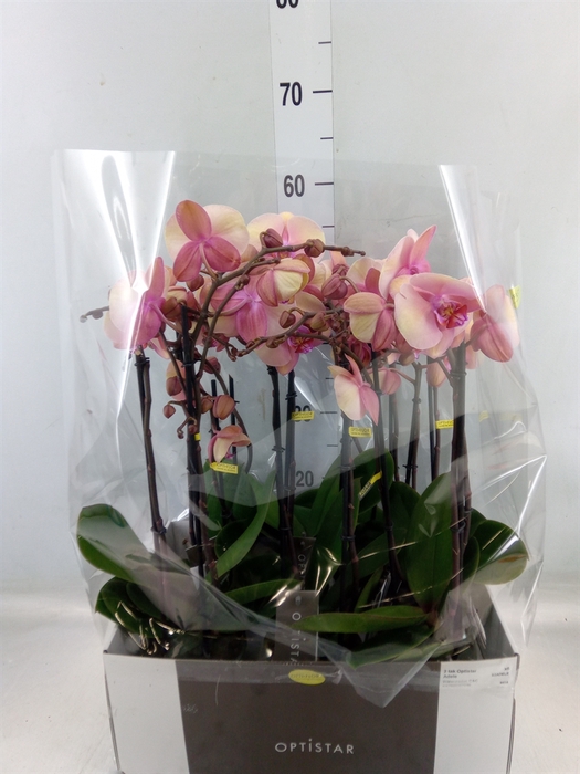 <h4>Phalaenopsis   ...rose</h4>