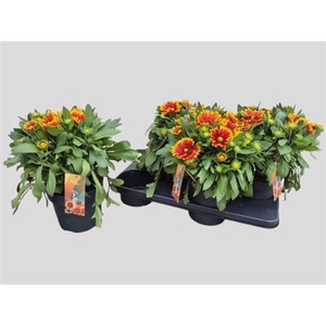 Gaillardia aristata 'Arizona Sun'