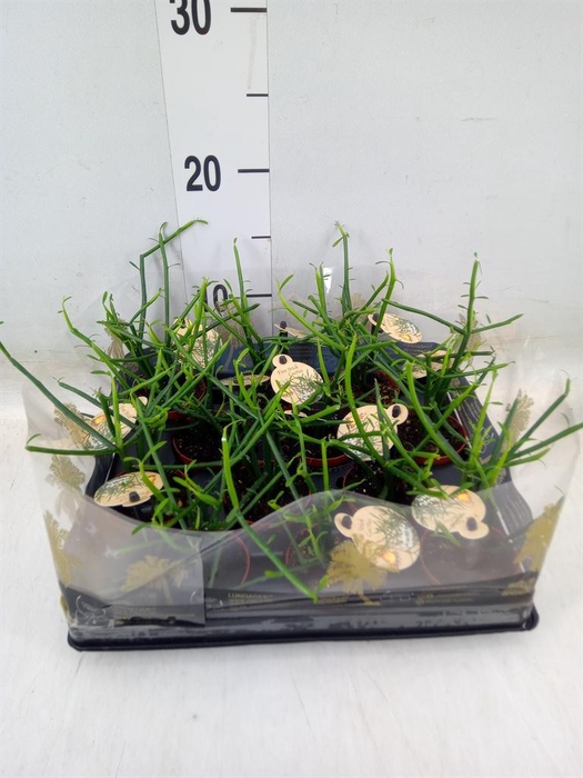 <h4>Euphorbia tirucalli</h4>