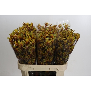 Kangaroo Paw Gold Fever