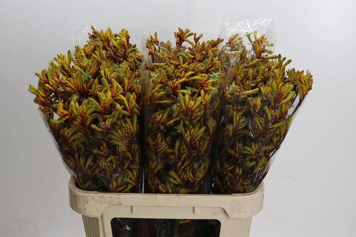 <h4>Kangaroo Paw Gold Fever</h4>