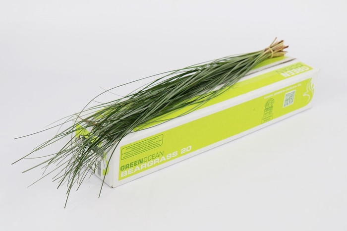 <h4>Beargrass x20 Green Ocean</h4>