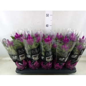Celosia arg. SP 'Deep Purple'