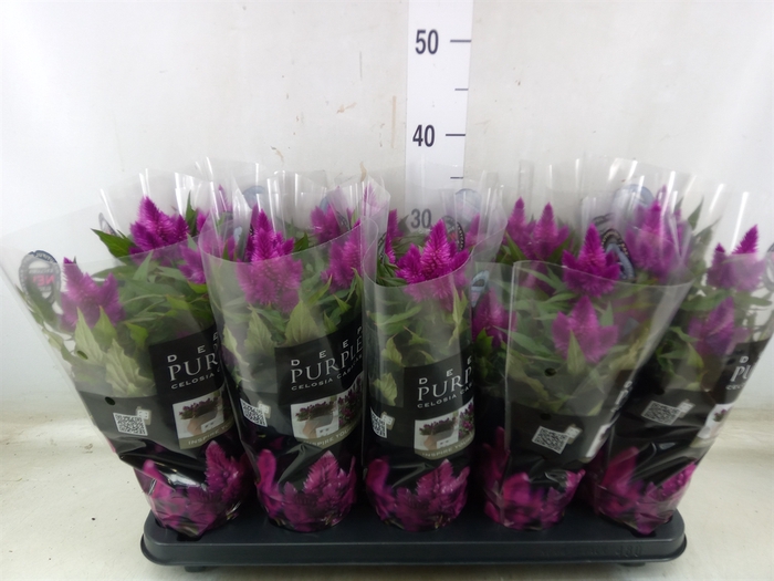 <h4>Celosia arg. SP 'Deep Purple'</h4>