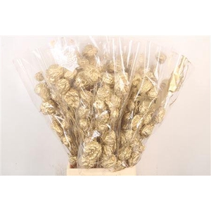 Ascl. Moby Dick Gold Per Bunch