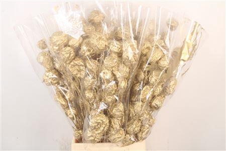 <h4>Ascl. Moby Dick Gold Per Bunch</h4>