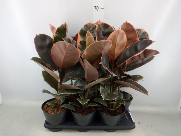 <h4>Ficus elastica 'Belize'</h4>