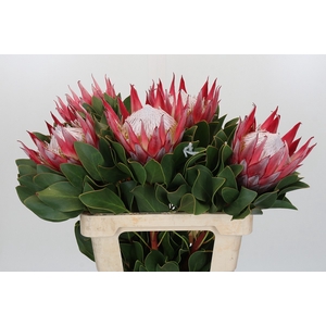 Protea Cyn. Claire