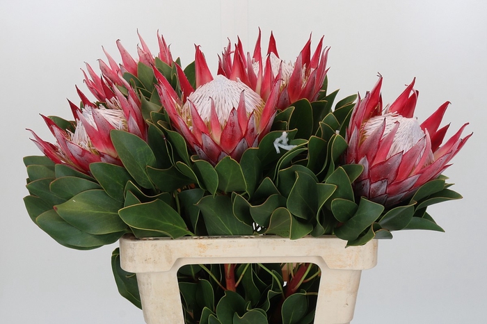 <h4>Protea Cyn. Claire</h4>