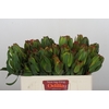 Leucadendron Laurel Yellow