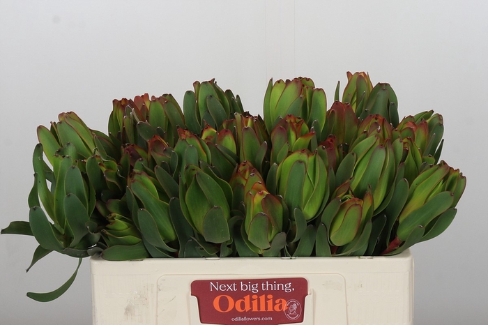 <h4>Leucadendron Laurel Yellow</h4>
