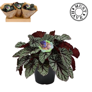 Bladbegonia Rex 17 Fedor Must Have