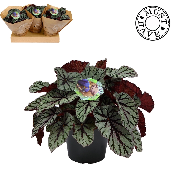 <h4>Bladbegonia Rex 17 Fedor Must Have</h4>
