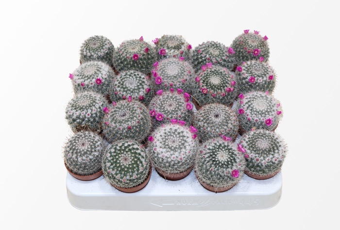 <h4>Mammillaria Hahniana (flowering)</h4>