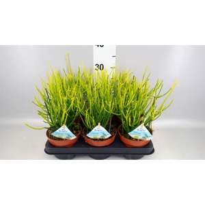 Euphorbia tirucalli