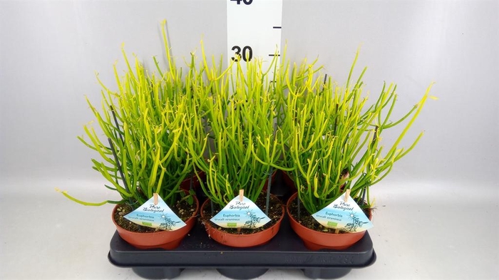 <h4>Euphorbia tirucalli</h4>