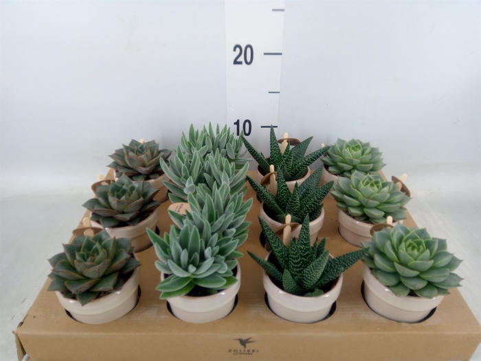 <h4>Succulents   ...mix 3</h4>