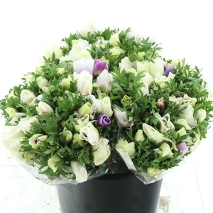 Anem Mistral Pastel Mix