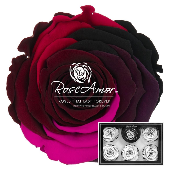 <h4>Xl Rainbow Pin02</h4>