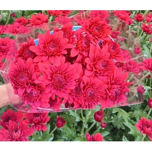 AA.Chr Lamira Red