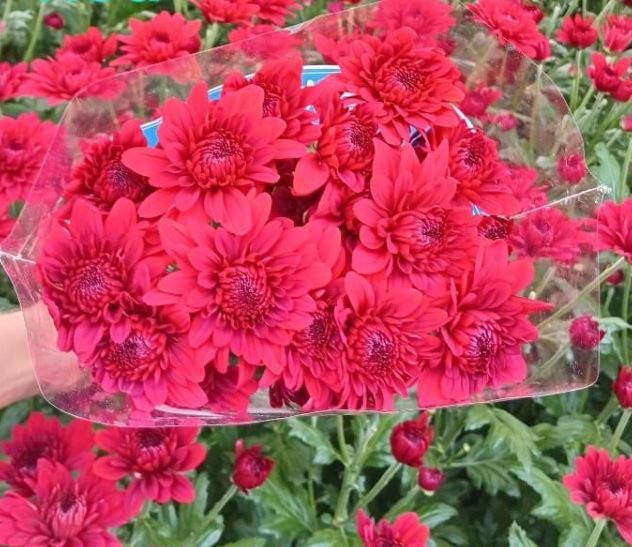<h4>AA.Chr Lamira Red</h4>