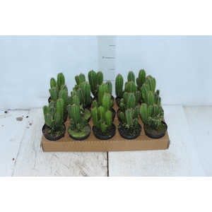 CACTUS ACANTHOCEREUS TETRAGONUS P09