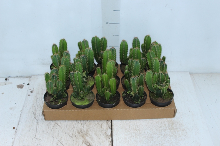 <h4>CACTUS ACANTHOCEREUS TETRAGONUS P09</h4>