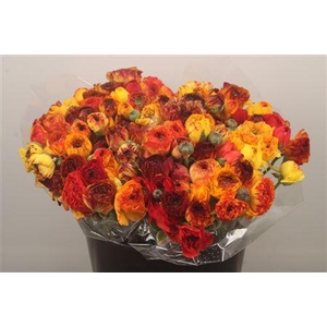 Ran. Elegance Vulcano Extra